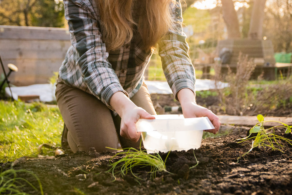 Schneckenkragen – 12er Set