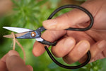 Bonsai Schere in der Hand am Schneiden