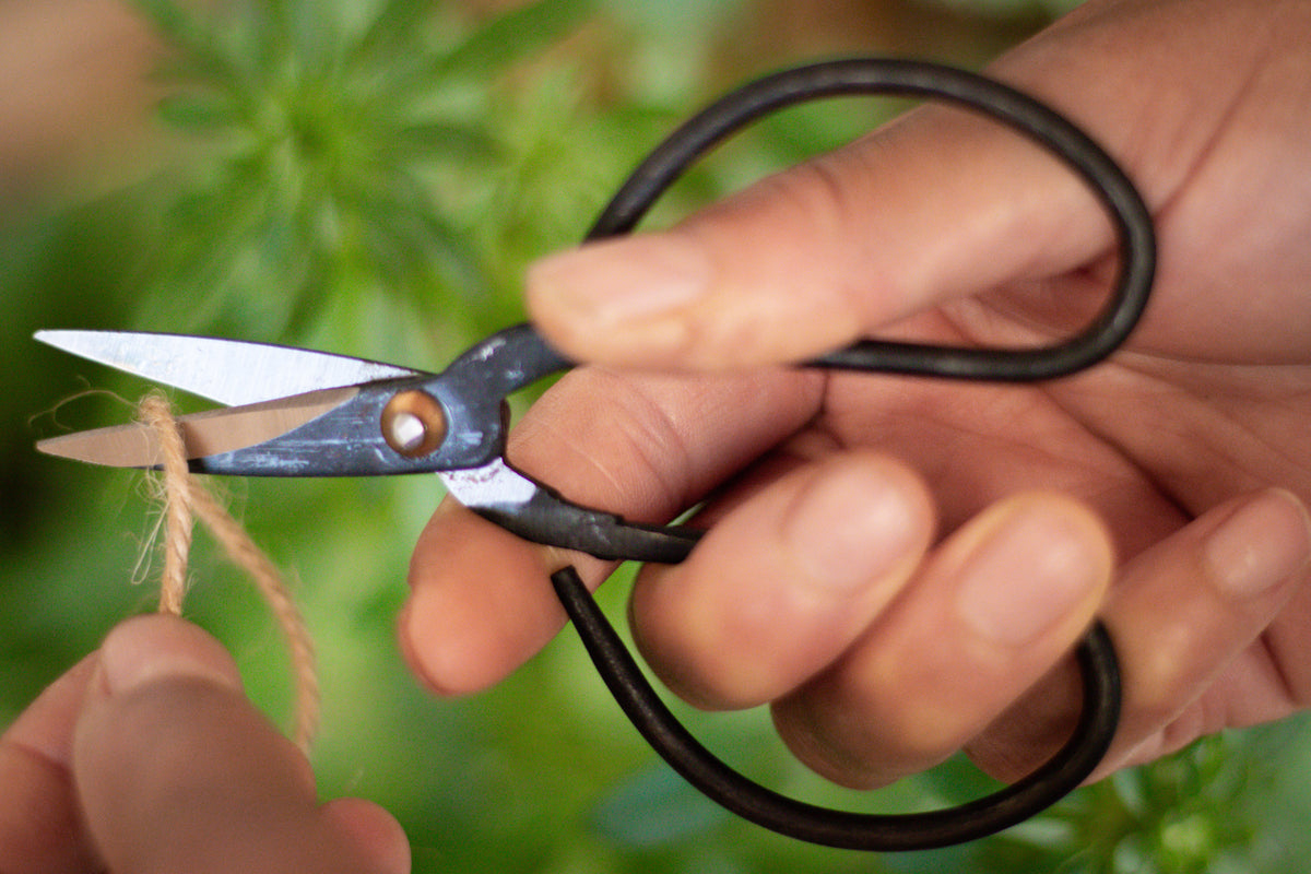 Bonsai Schere in der Hand am Schneiden