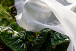 Gartenvlies über Mangold