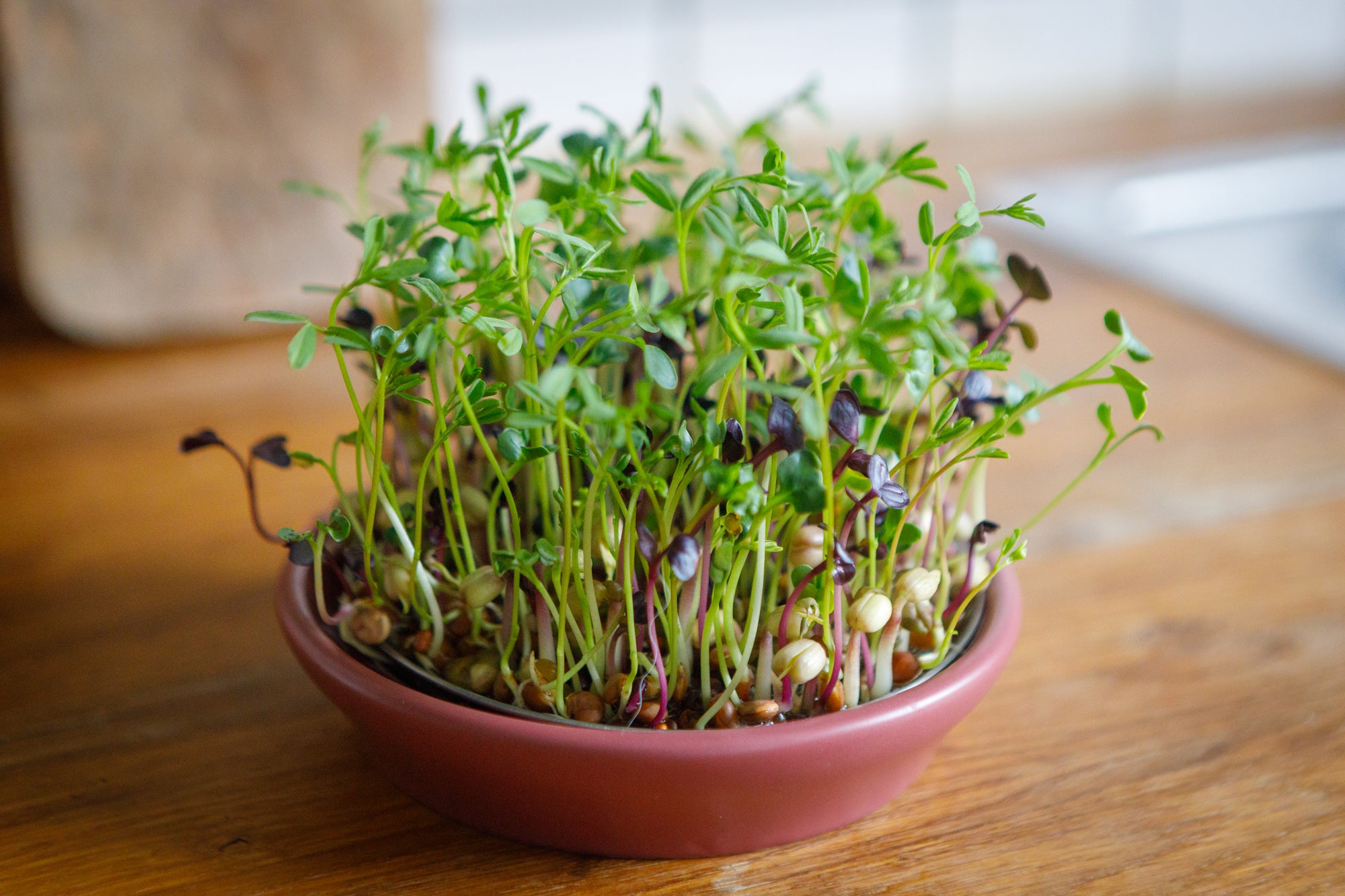 Keimschale mit Sprossen