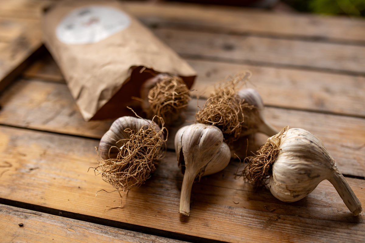 Pflanzenknoblauch auf Holzbrett