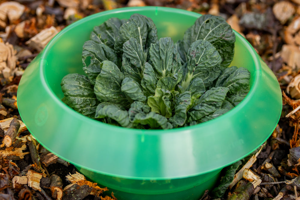 Schneckenkragen – 12er Set