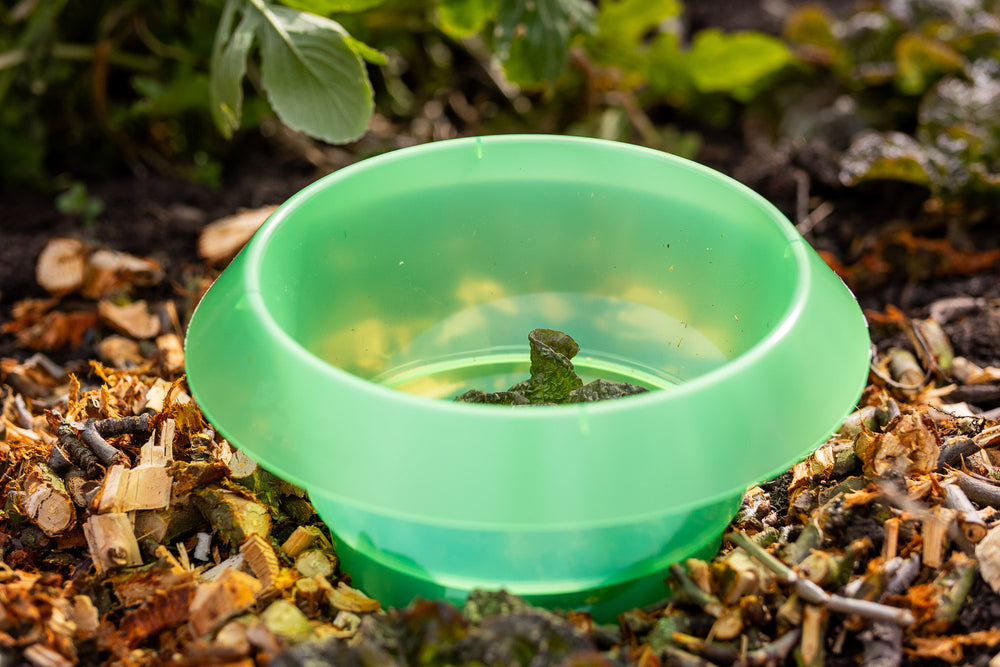 Schneckenkragen – 12er Set