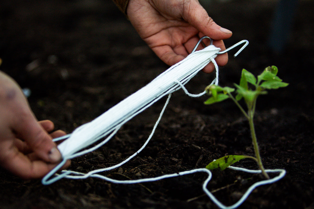 Tomatenhaken neben Jungpflanze im Beet