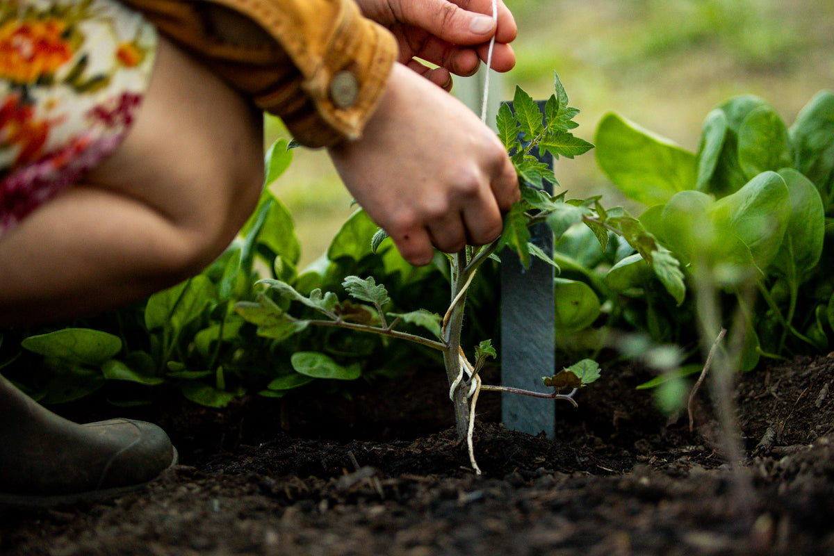Marie verwendet Tomatenhaken im Beet an Jungpflanze