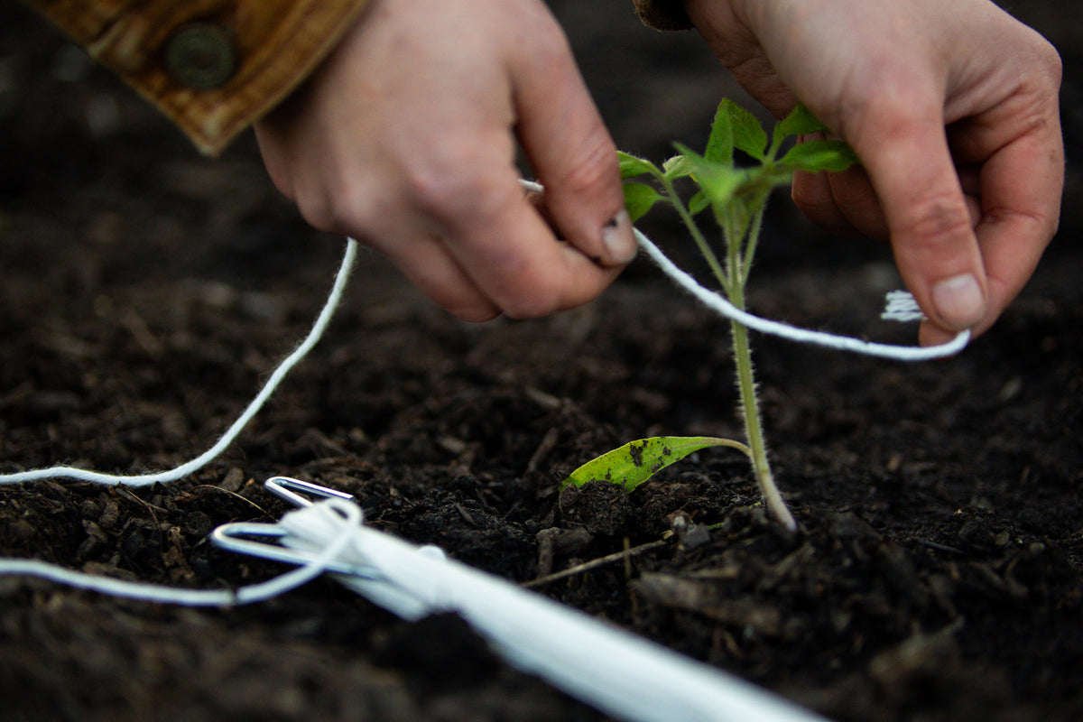 Tomatenhaken an Jungpflanze im Beet in Anwendung