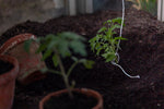Tomatenhaken an Jungpflanze gebunden im Beet
