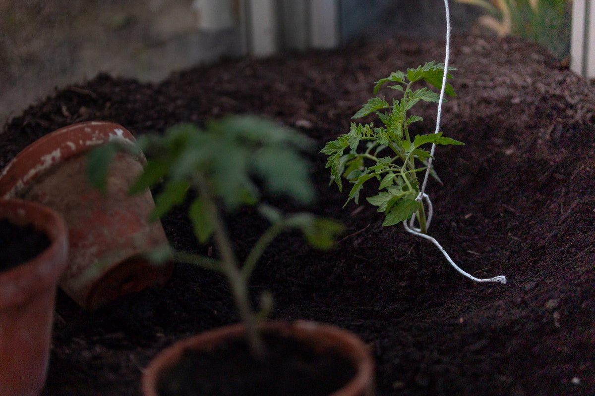 Tomatenhaken an Jungpflanze gebunden im Beet