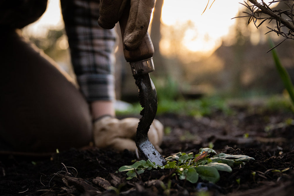 Unkrautstecher aus Karbonstahl