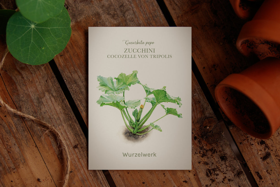 Illustration Zucchini "Cocozelle"