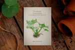 Illustration Zucchini "Cocozelle"