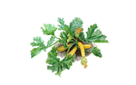 Illustration Zucchini Gelb