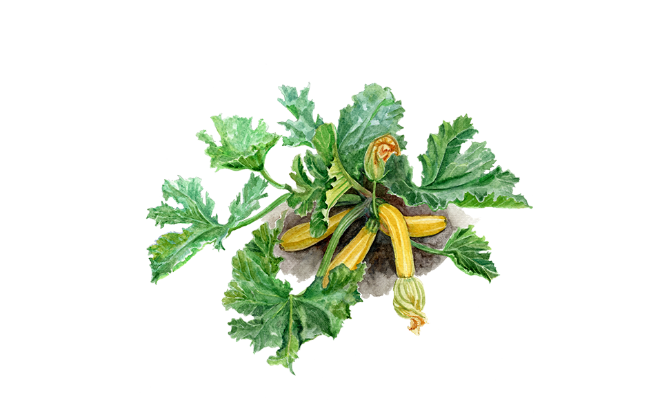 Illustration Zucchini Gelb