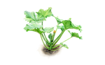 Illustration Zucchini "Cocozelle"