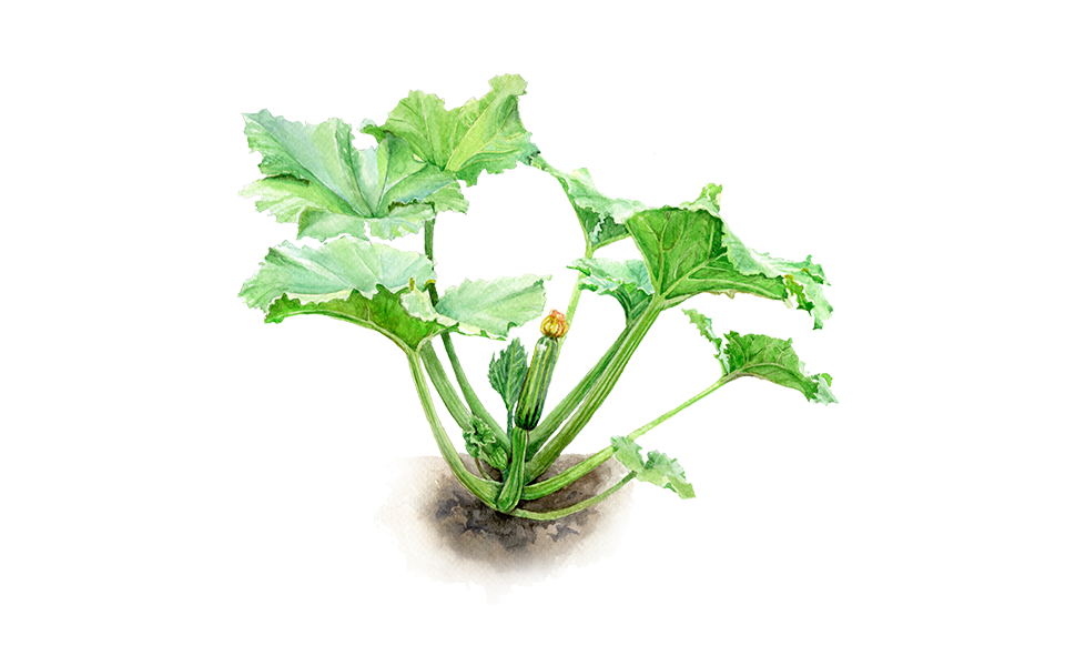Illustration Zucchini "Cocozelle"