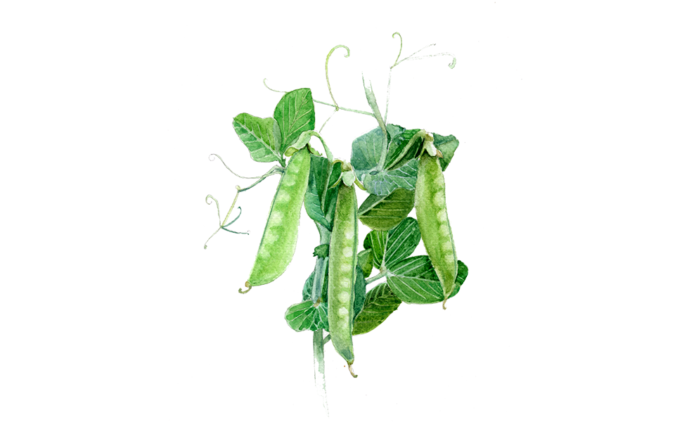 Illustration Zuckererbse "Ambrosi"