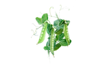 Illustration Zuckererbse "Ambrosi"