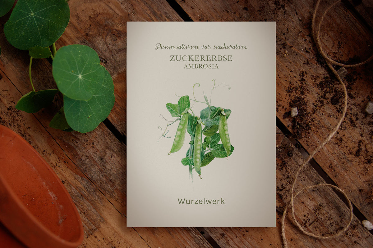 Saatguttütchen Zuckererbse "Ambrosi"