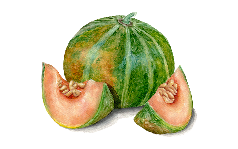 Illustration Zuckermelone "Petit Gris de Rennes"