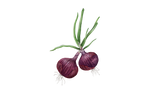 Illustration Zwiebel "Robelja"