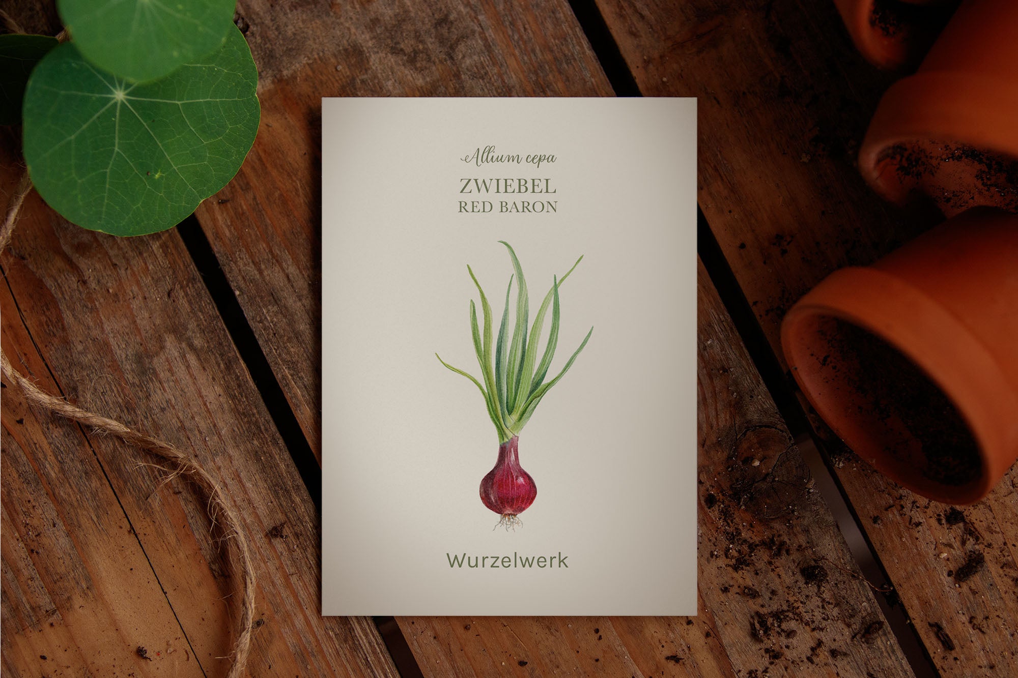 Saatguttütchen Zwiebel "Red Baron"