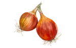 Illustration Zwiebel "Rijnsburger 5/Bingo"