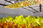 Pflanzenlampe über Jungpflanzen